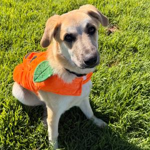 Jeanette, Shepherd, Anatolian, adult, available for adoption