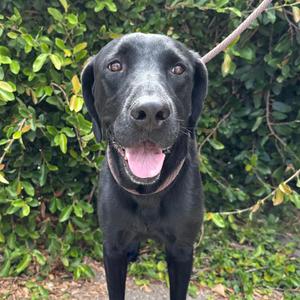 Missy, Retriever, Black Labrador, adult, available for adoption