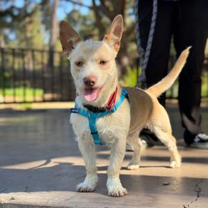 Arrow, Chihuahua, adult, available for adoption