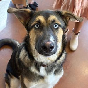 Grayson, Shepherd, German, available for adoption