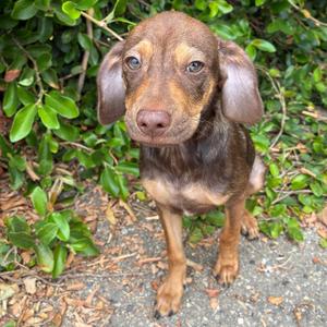 Graham, Beagle, available for adoption