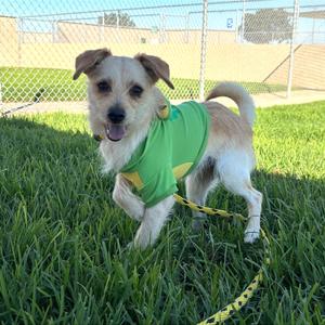Gelato, Chihuahua, adult, available for adoption