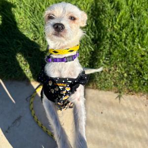 Froyo, Chihuahua, adult, available for adoption