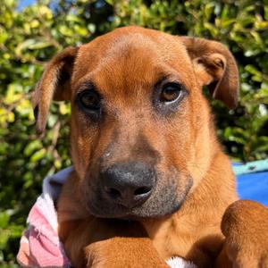 Caramel, Terrier, Pit Bull, available for adoption
