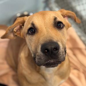 Jax, Mixed Breed (Medium), available for adoption