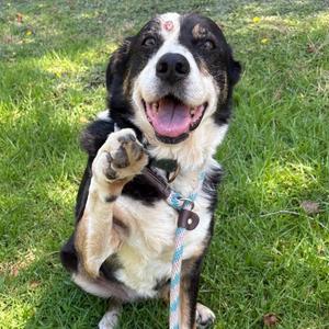 Indie, Shepherd, Australian, adult, available for adoption