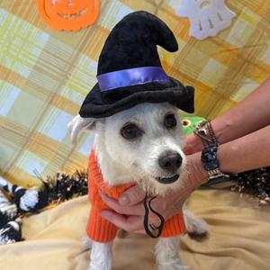 Flash, Terrier, adult, available for adoption