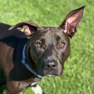 Grant, Terrier, Pit Bull, adult, available for adoption