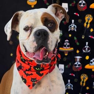 Enzo, Boxer, adult, available for adoption