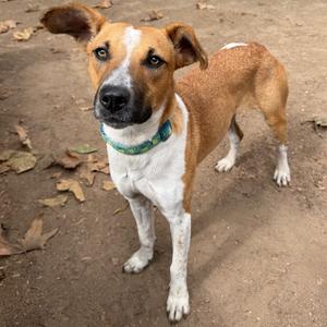 A brown and white dog with a green collar standing on a dirt ground.