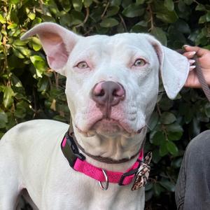Opal, Terrier, Pit Bull, adult, available for adoption