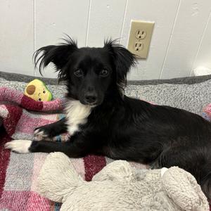 Mila, Chihuahua, Long Coat, adult, available for adoption
