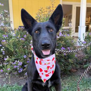 Joy, Shepherd, adult, available for adoption