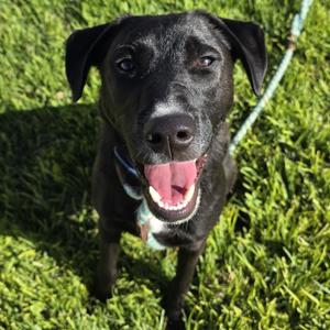 Cooper, Collie, Border, adult, available for adoption