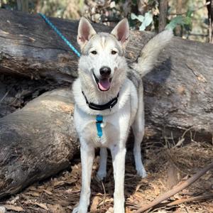 Pismo, Husky, Alaskan, adult, available for adoption