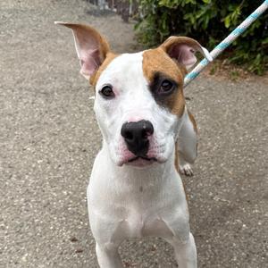 Cookie, Terrier, Pit Bull, adult, available for adoption