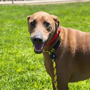 Cappy, Pinscher, Doberman, adult, available for adoption