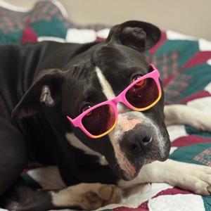 Baby, Terrier, Pit Bull, adult, available for adoption