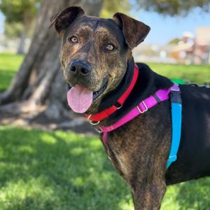Cola, Shepherd, Dutch, adult, available for adoption