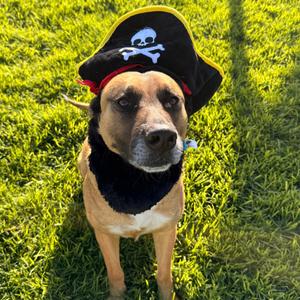 Bubz, Retriever, Chocolate Labrador, adult, available for adoption