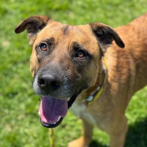 Bubba, Retriever, Chocolate Labrador, adult, available for adoption