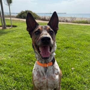 Brownie, Queensland Heeler, adult, available for adoption