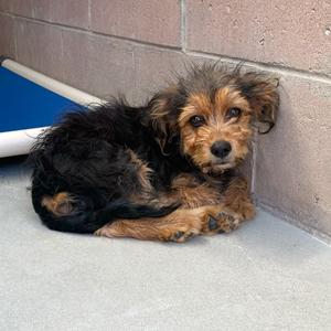 Milo, Terrier, available for adoption