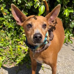 Ozzie, Chihuahua, adult, available for adoption