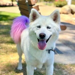 Kiki, Husky, Siberian, adult, available for adoption