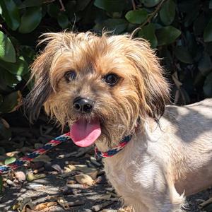 Fletcher, Terrier, adult, available for adoption