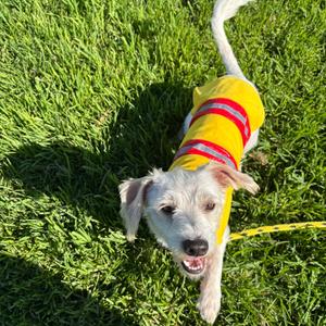 Mr. Sundae, Chihuahua, adult, available for adoption