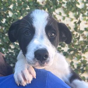 Adam, Collie, Border, available for adoption