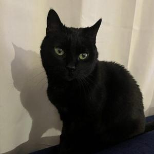 Midnight, adult, available for adoption