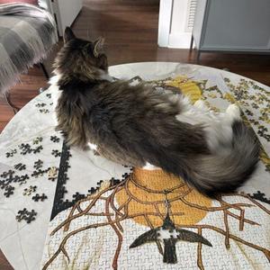 WRANGLER JANE, adult, available for adoption