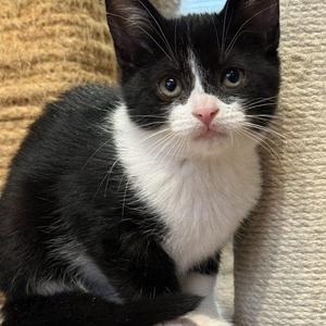 AGGIE, kitten, available for adoption