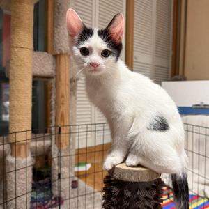 Yosemite, young, available for adoption