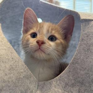 A small orange and white kitten with big blue eyes peeking out of a gray felt cat house.