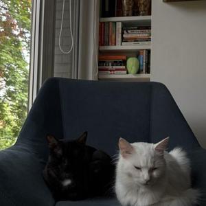 Sudoku, young, available for adoption