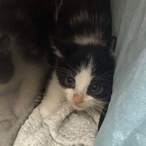 JOSHUA TREE, young, available for adoption