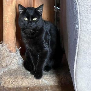 Sable, young, available for adoption