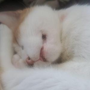 A white cat sleeping with its eyes closed, resting its head on its paws.