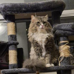 Gramps, adult, available for adoption