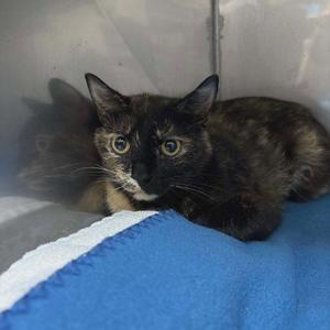 Marbles, young, available for adoption