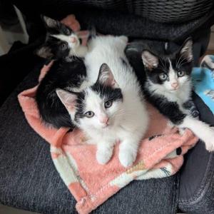 Yellowstone, young, available for adoption