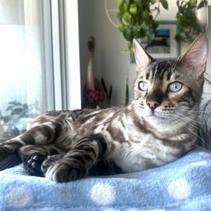 Lewis, young, available for adoption