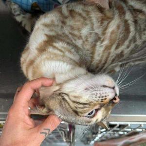 Lewis, young, available for adoption