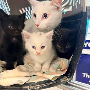 Black Velvet, young, available for adoption