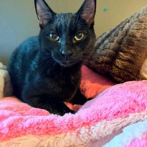 Bones, young, available for adoption