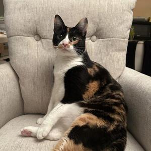 Confetti  **Special needs, young, available for adoption