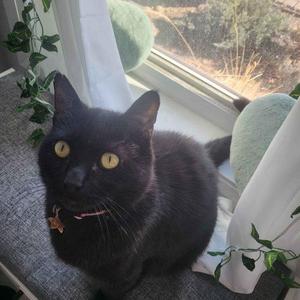 Wasabi, adult, available for adoption